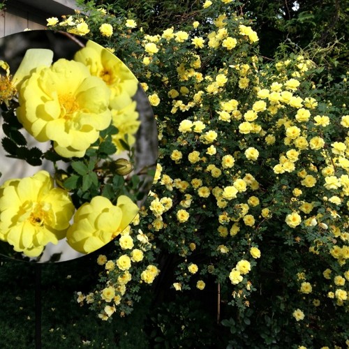 Rosa 'Harrison's Yellow' - Kibuvits 'Harrison's Yellow' C4/4L